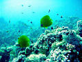   Underwater  